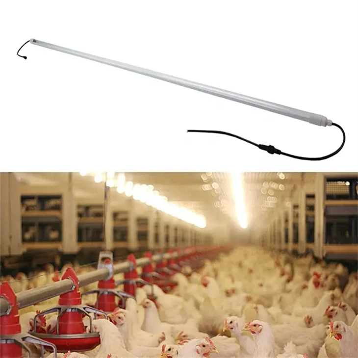 Lighting For Poultry With Light-emitting Diodes best