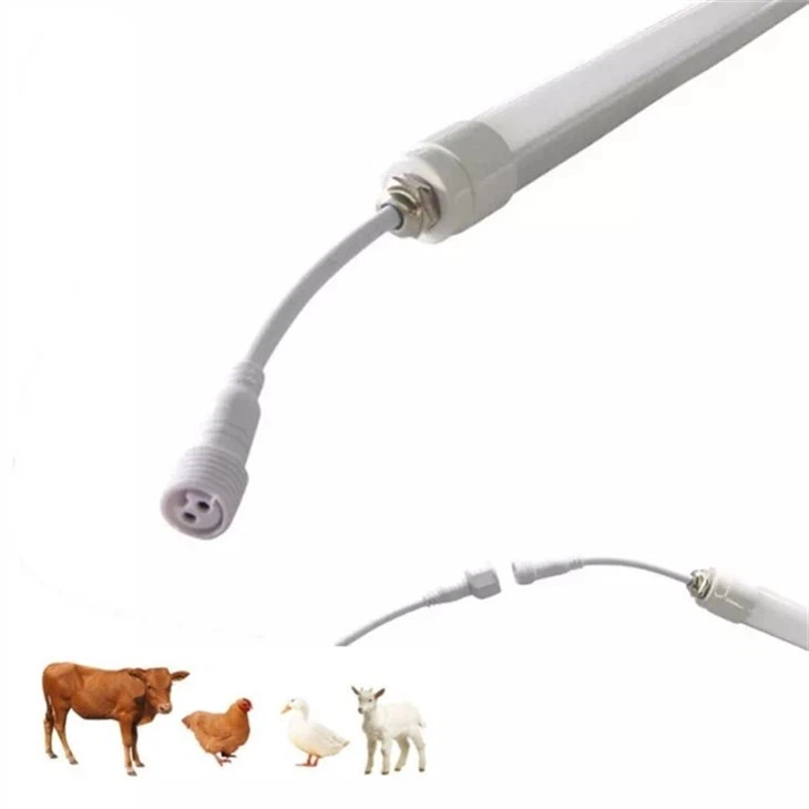 Kubeitelys
