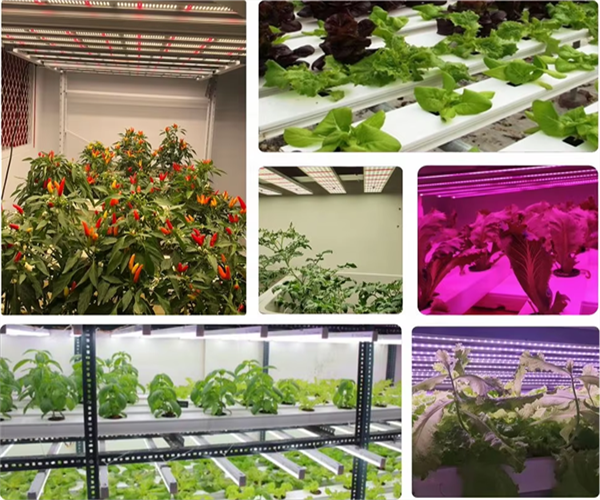 UV Light For Plants suppliers